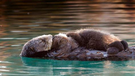 Photos Adorable Sea Otter Pups In Monterey