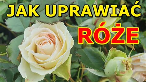 Jak Uprawiać Róże Ogrodowe Uprawa Róż W Ogrodzie Youtube