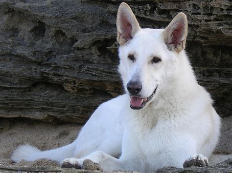 Join millions of people using oodle to find puppies for adoption, dog and puppy listings, and other pets adoption. White German Shepherd Pack 2 for Android - APK Download