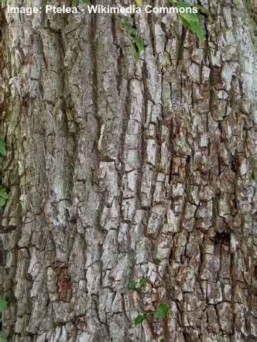 Types Of Elm Trees With Their Bark And Leaves Identification Guide 2022