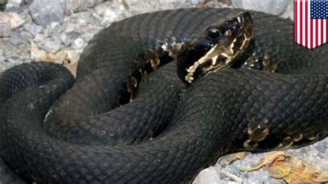 Deadly Snake Bite Cottonmouth Snake Bite Kills Missouri Man Who