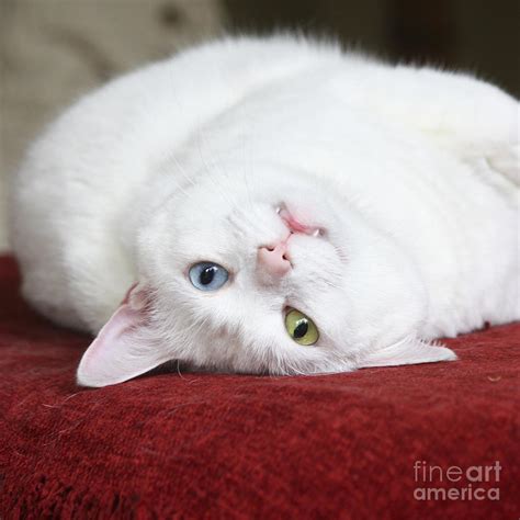 Charlie The Deaf White Cat Photograph By Terri Waters