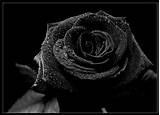 Black Rose Flower Images Photos
