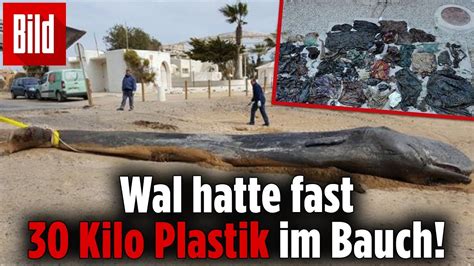 Wal Stirbt An Plastikmüll Das Ergebnis Der Verschmutzten Meere Youtube