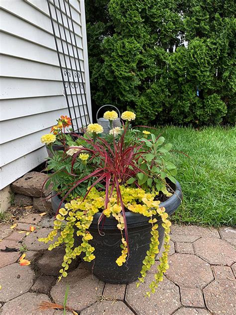 Full Sun Container Garden Mix The Honeycomb Home