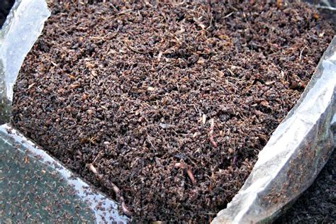 Worm Farm Composting Vermicomposting Green In Real Life