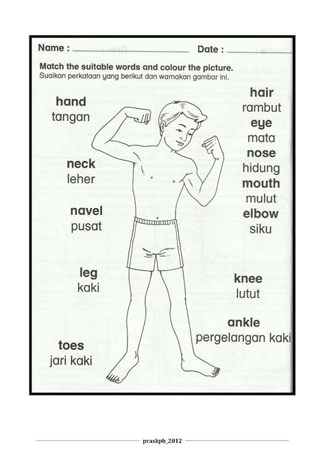 Kandungan kurikulum standard sekolah rendah (kssr) telah dijajarkan bagi memenuhi keperluan pembelajaran murid yang terkesan lanjutan daripada perintah kawalan pergerakan (pkp) yang dikuatkuasakan akibat. PRASEKOLAH SK PESANG BEGU: LEMBARAN KERJA AWAL SAINS