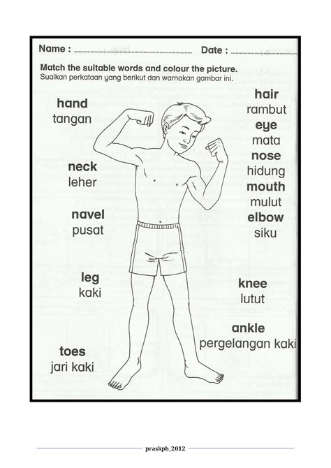 Suaikan anggota badan dengan fungsi 3. PRASEKOLAH SK PESANG BEGU: LEMBARAN KERJA AWAL SAINS