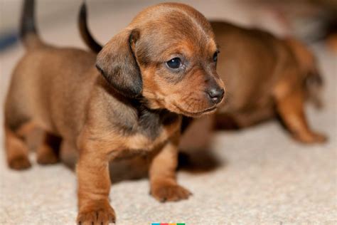 The Dachshund Is A Small And Cute Breed Of Dog That Is Well Known For