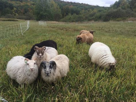 Icelandic Sheep Fleece Locks Scoured Etsy
