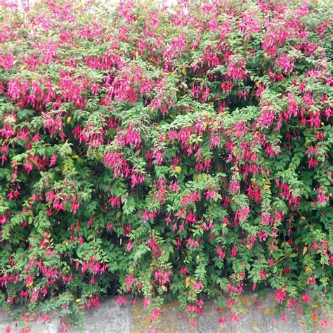 I was amazed to find two wild varieties of one of my favorite tropical flowers growing ten feet from the shore. Hardy Fuchsia Shrubs | Fuchsia Magellanica