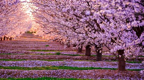 2048x1152 Blossom Nature Pink Flowers Trees 2048x1152 Resolution Hd 4k