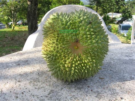 Cara tanam durian duri hitam