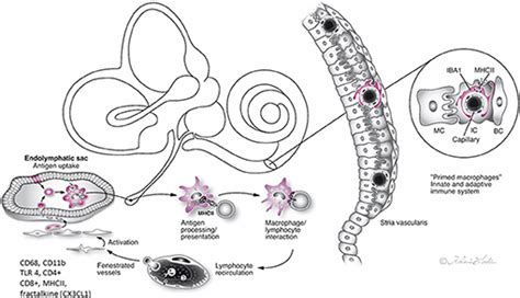 Frontiers The Human Endolymphatic Sac And Inner Ear Immunity