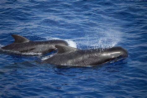 Users rated the i gargle and swallow sperm! Whale dies in Thailand after swallowing 80 plastic bags ...