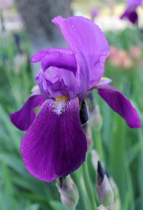 The Iris Flower Beautiful Purple Flower In Bloom On A Crisp Spring