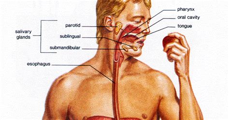 School Workz: Digestive System