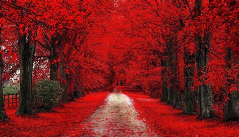 Free Photo Red Tree Garden Lake Landscape Free Download Jooinn