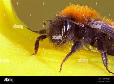 Tawny Burrowing Bee Tawny Mining Bee Tawny Mining Bee Andrena Fulva