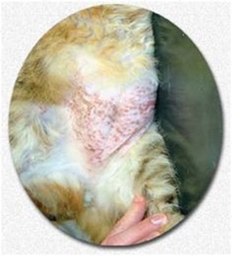 Eosinophilic granuloma is a rare condition where a benign growth can appear on the bone. Cat Skin Problems and Disease Slideshow: Feline Acne, Cat ...