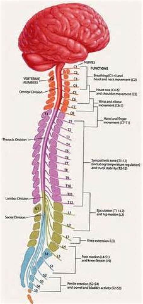 The Spinal Cord And Its Importance Spinal Cord Anatomy Medical Knowledge