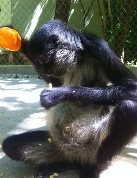 One Of The Spider Monkeys From Our Primarily Primates Sanctuary