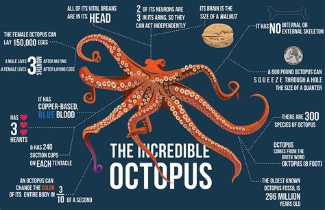 The Incredible Octopus Infographic On Behance Octopus Octopus Facts