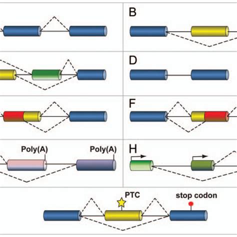 major forms of alternative splicing exons boxes introns lines download scientific diagram