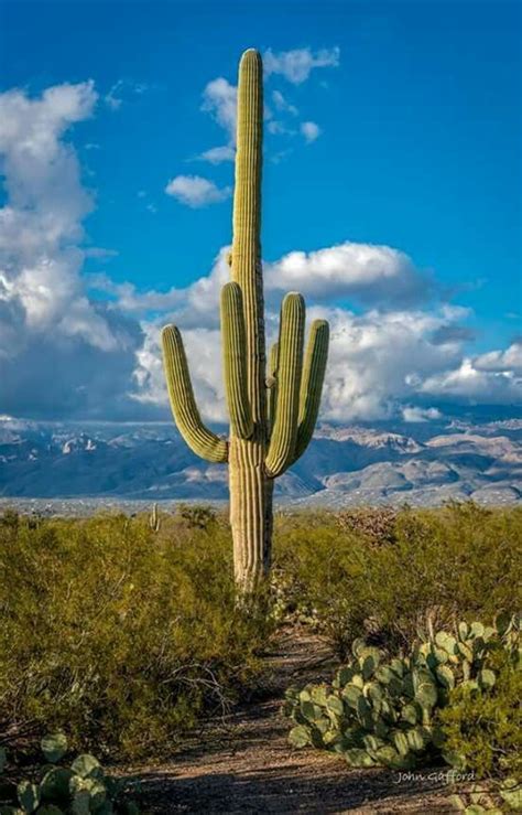 Tall And Stately In Az Nature Photography Nature Garden Desert Life