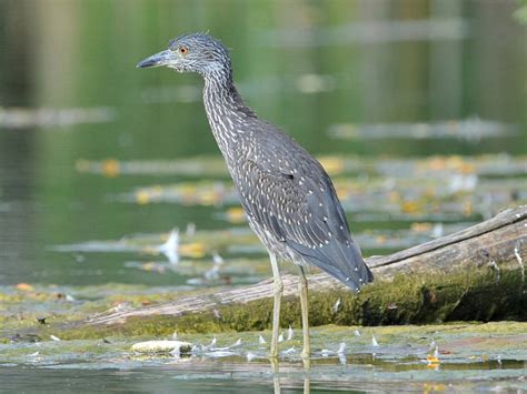 12 Types Of Herons Found In Ontario Nature Blog Network
