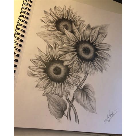 Sunflower Pencil Drawing Drawing A Sunflower Pencil Shading Vs Pencil