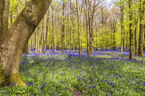 The Best Forest And Woodland Walks In The Uk London Evening Standard