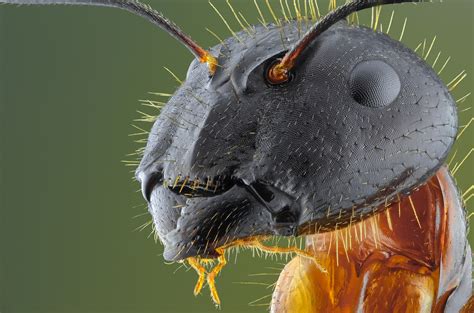 face your fears extreme creepy crawly close ups in pictures environment the guardian