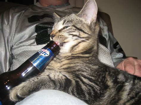 Kitty Drinking Beer Kitties And Animal Pics Pinterest