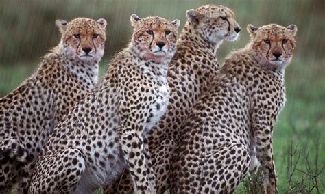 About Cheetahs • Cheetah Facts • Cheetah Conservation Fund • 2022
