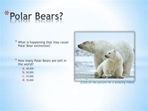 How Many Polar Bears Are Left In The World Change Comin