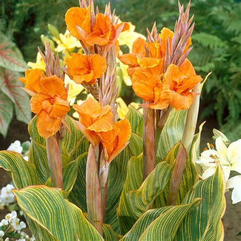 Canna Lily Bulbs Shop 8 Varieties Eden Brothers