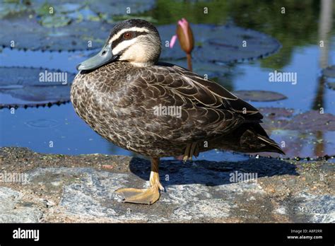 A Duck Is A Waterbird With A Broad Blunt Bill Short Legs Webbed Feet