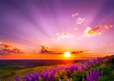 Glorious Sunrise Over Field Of Flowers The Greater Light Governs Th