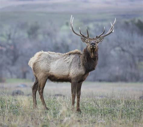 The Wichita Mountains Wildlife Refuge In Oklahoma Offers