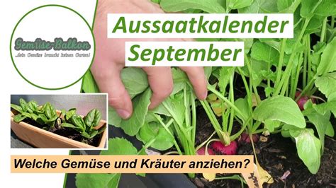 Aussaatkalender September Welches Gem Se Und Kr Uter Kann Man Im