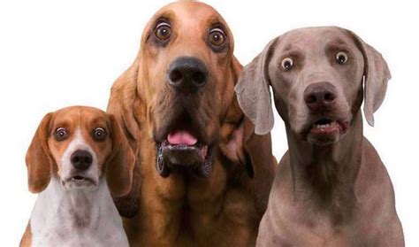 91 Astonished Animals Who Are Freaked Out By Whats Happening Смешные
