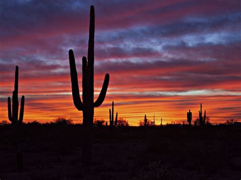 See Americas Largest Cacti At Saguaro National Park In Arizona Trips