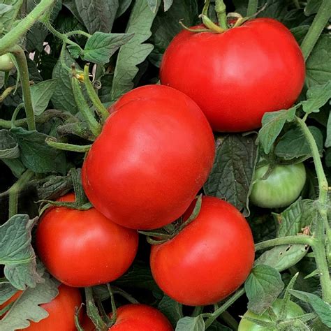 Gills All Purpose Organic Tomato Seeds Tomatofest