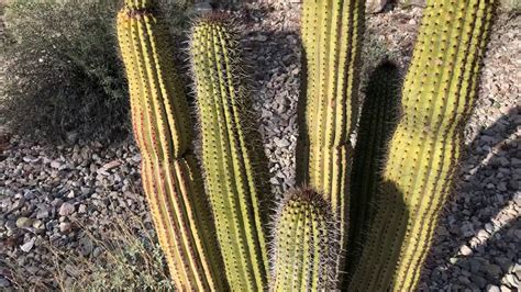 Admiring The Cactus Cabeza Prieta Visitor Center Youtube