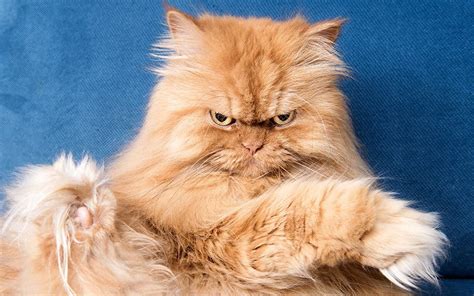 Angry Cat Meet The Moody Monster Moggy In Pictures