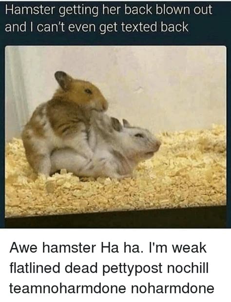 Hamster Facetime Meme Original