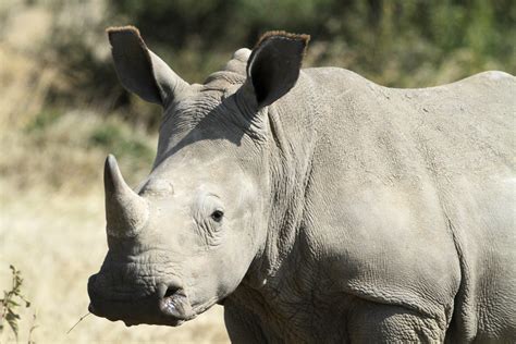 White Baby Rhino Solio Ranch Ceratotherium Simum White R Flickr