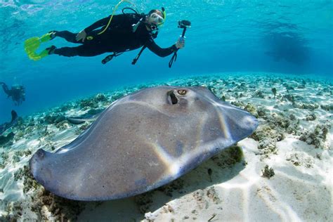 13 Dangerous Fish and Sea Animals That Divers Commonly Fear