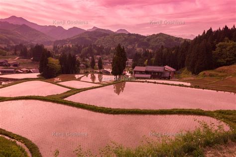 「北五百川の棚田」日本の棚田100選。残雪の粟ヶ岳とカタクリの共演 ピクスポット 絶景・風景写真・撮影スポット・撮影ガイド・カメラの使い方